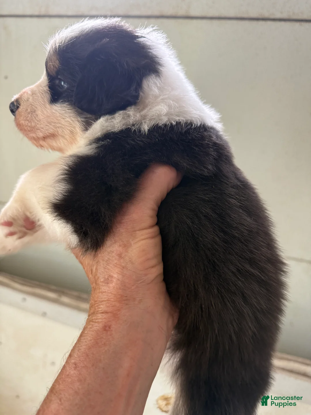 Australian Shepherd dogs for sale: Justin - Ad 2