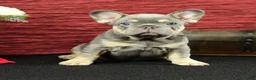 French Bulldog dogs for sale: Barney  - Ad 1