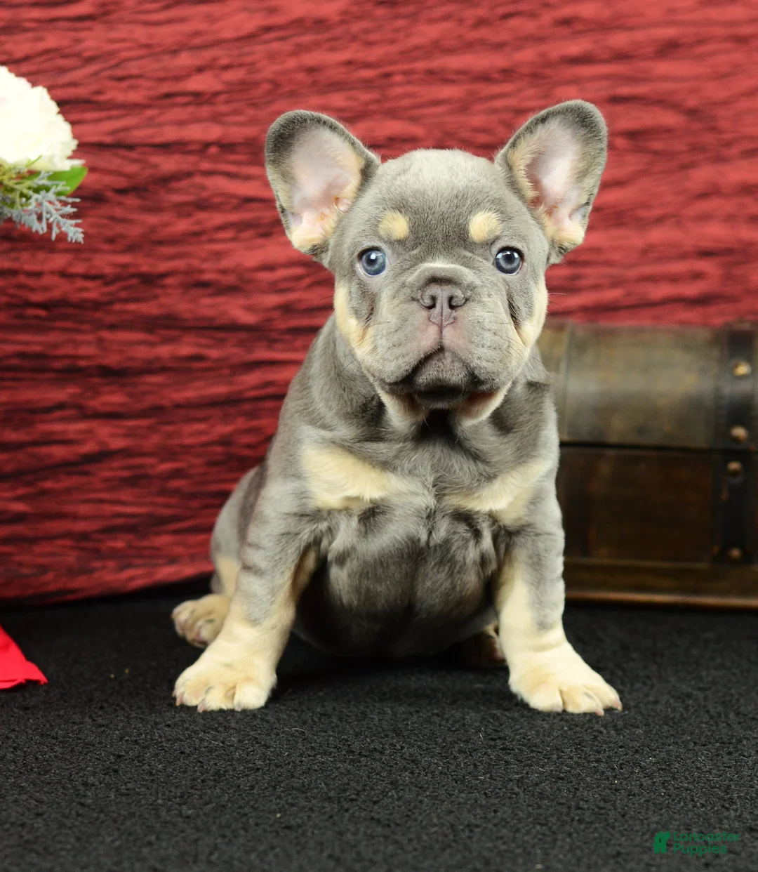 French Bulldog dogs for sale: Barney  - Ad 1