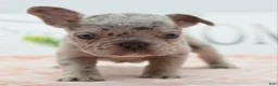Mixed Breed dogs for sale: Bria merle - Ad 14