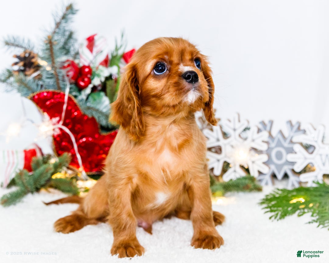 Cavalier King Charles Spaniel dogs for sale: Tiny Tim - Ad 8