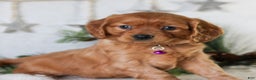 Miniature Golden Retriever dogs for sale: Dixie  - Ad 4