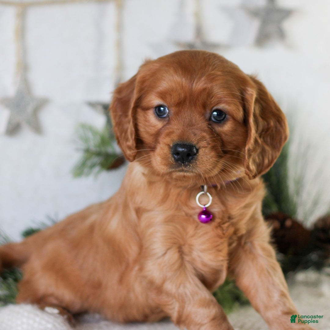 Miniature Golden Retriever dogs for sale: Dixie  - Ad 4