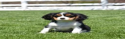 Cavalier King Charles Spaniel dogs for sale: Willow  - Ad 4