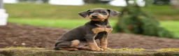 Miniature Pinscher dogs for sale: ANDREW - Ad 8