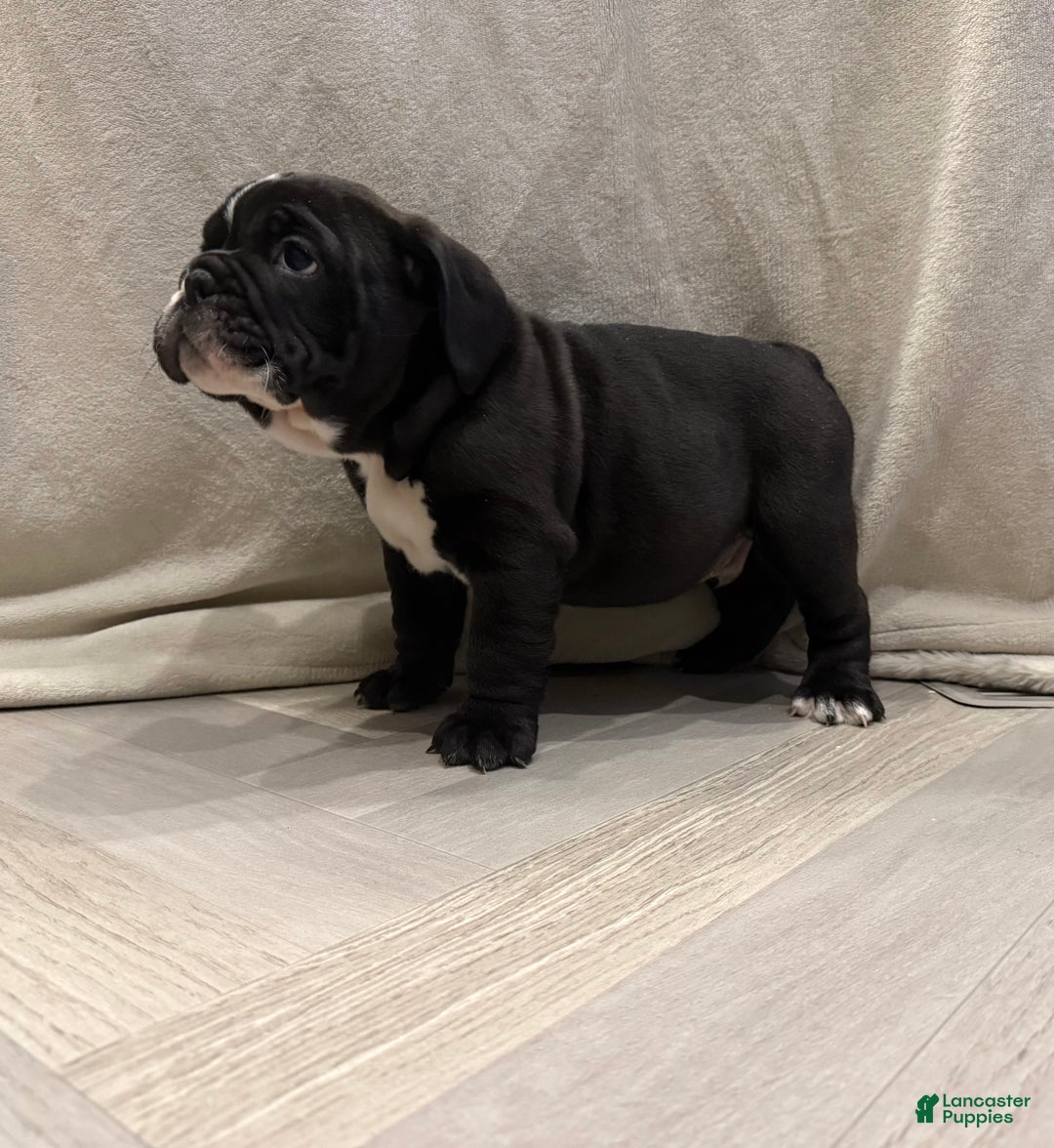 English Bulldog dogs for sale: Charlie - Ad 3
