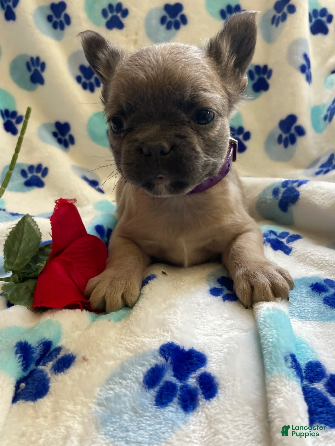 French Bulldog dogs for sale: Tina LONG HAIRED - Ad 1