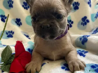 French Bulldog dogs Tina LONG HAIRED - Ad 40