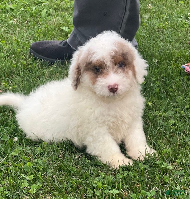 Aussiedoodle dogs Biscuit Mini Aussiedoodle  - Ad 1