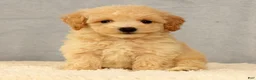 Bichpoo dogs for sale: Jake - Ad 6