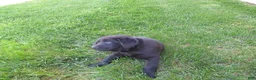 Labrador Retriever dogs for sale: Labrador Retriever Puppy 3 - Ad 20