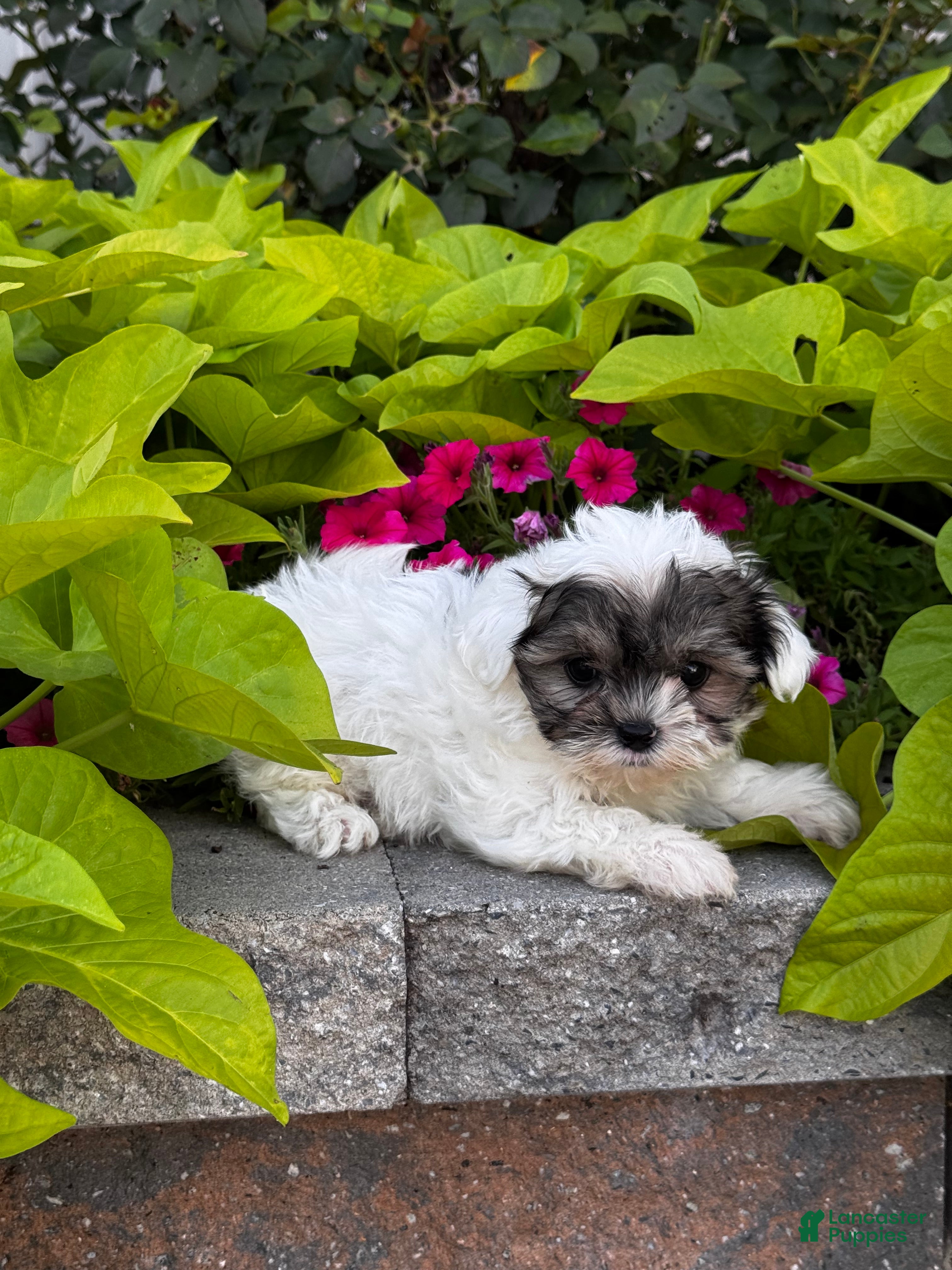Mixed Breed dogs for sale: Scotty🐾 - Ad 22