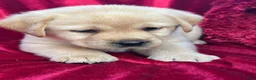Labrador Retriever dogs for sale: Yellow Girl - Ad 3