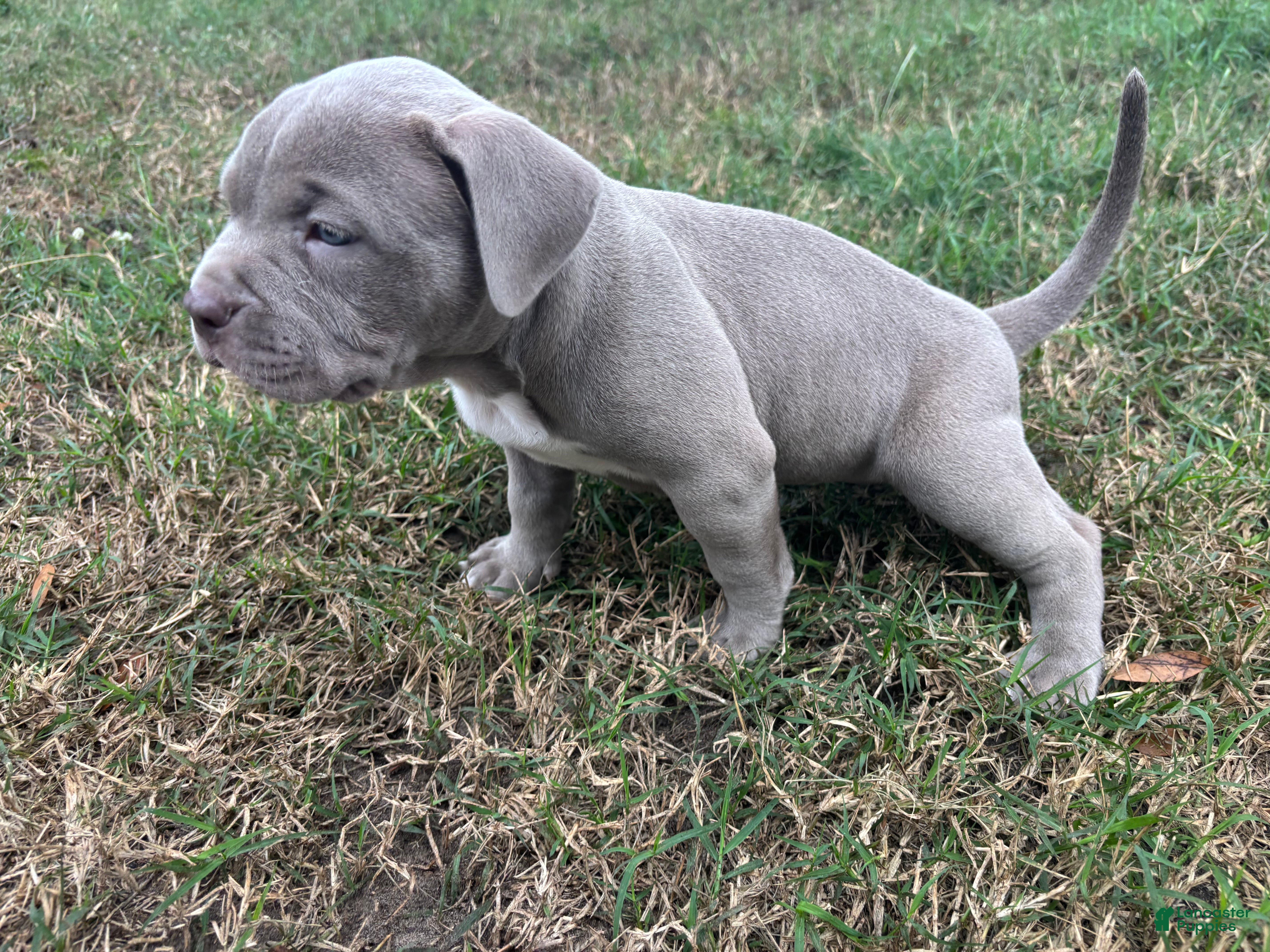American Bully dogs NAIROBI The XL Bully - Ad 3