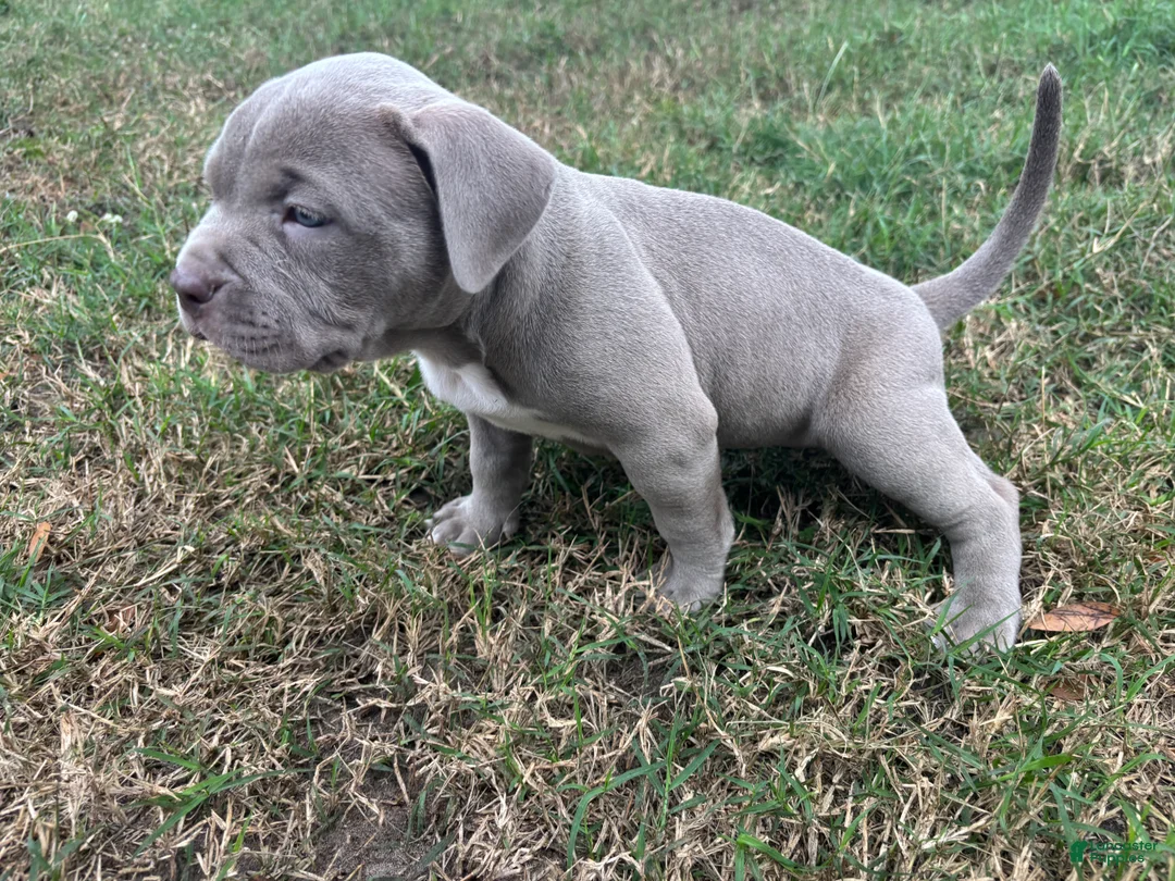 American Bully dogs for sale: NAIROBI The XL Bully - Ad 6