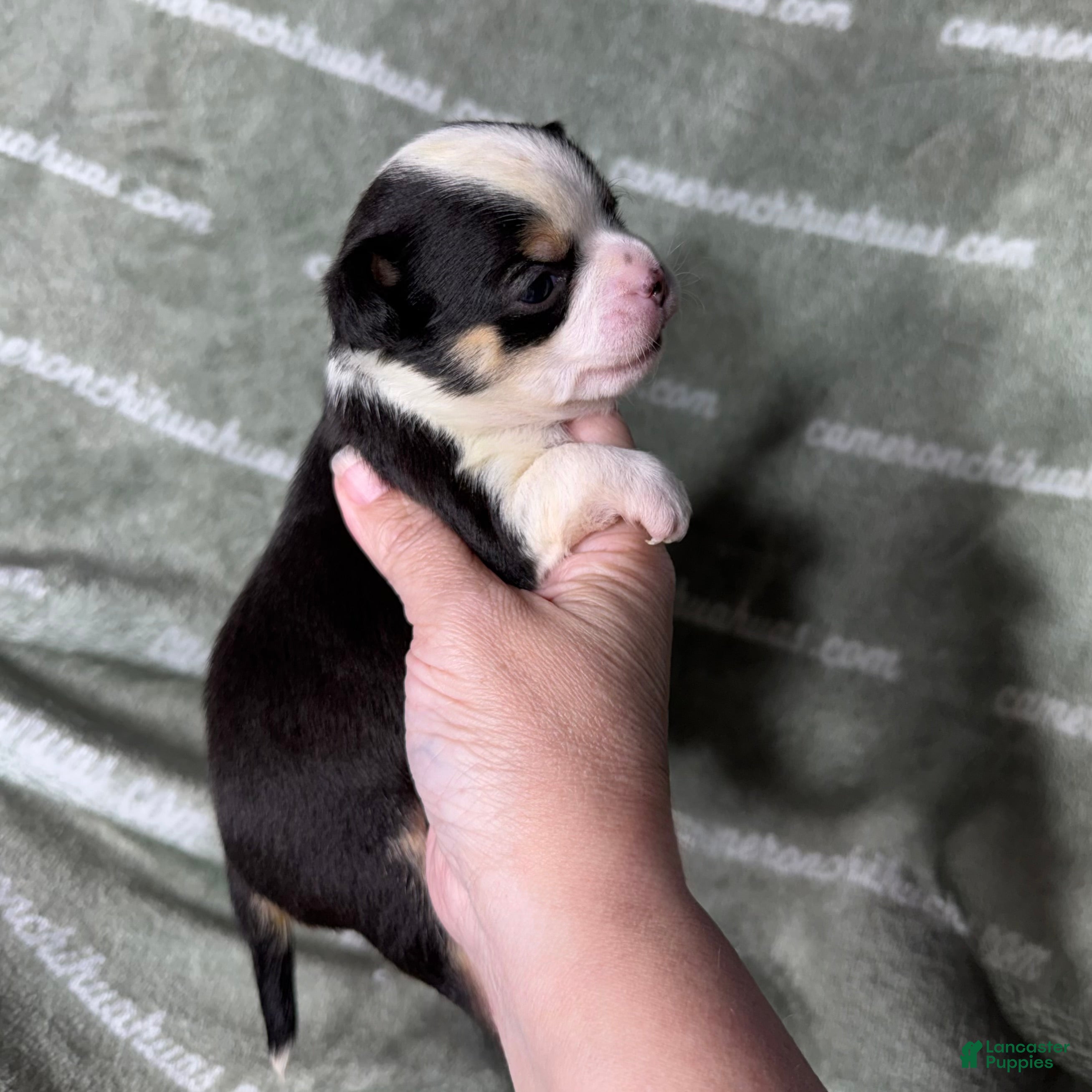Chihuahua dogs for sale: Jethro Black Tricolor Short Coat - Ad 3