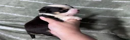 Chihuahua dogs for sale: Jethro Black Tricolor Short Coat - Ad 1