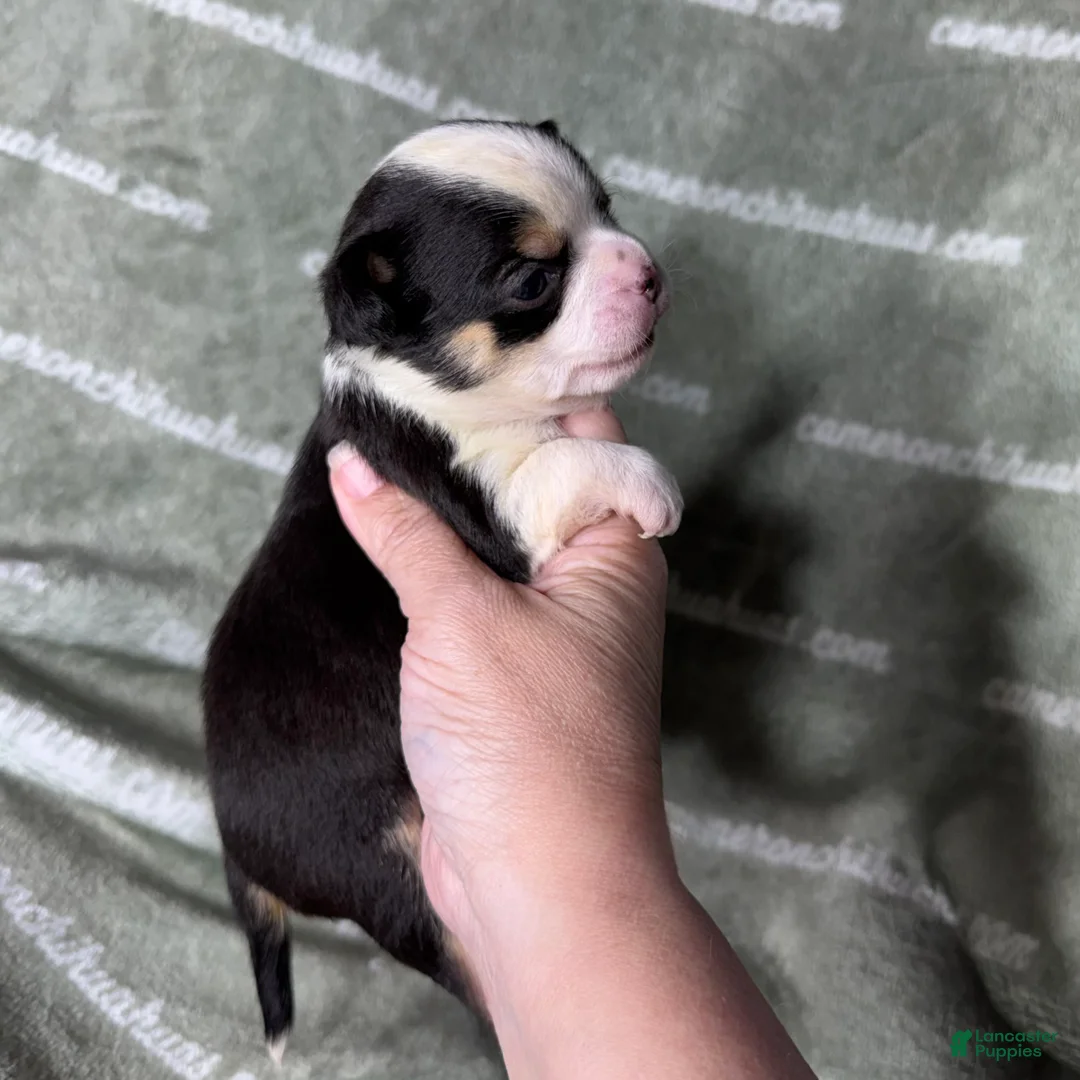 Chihuahua dogs for sale: Jethro Black Tricolor Short Coat - Ad 1