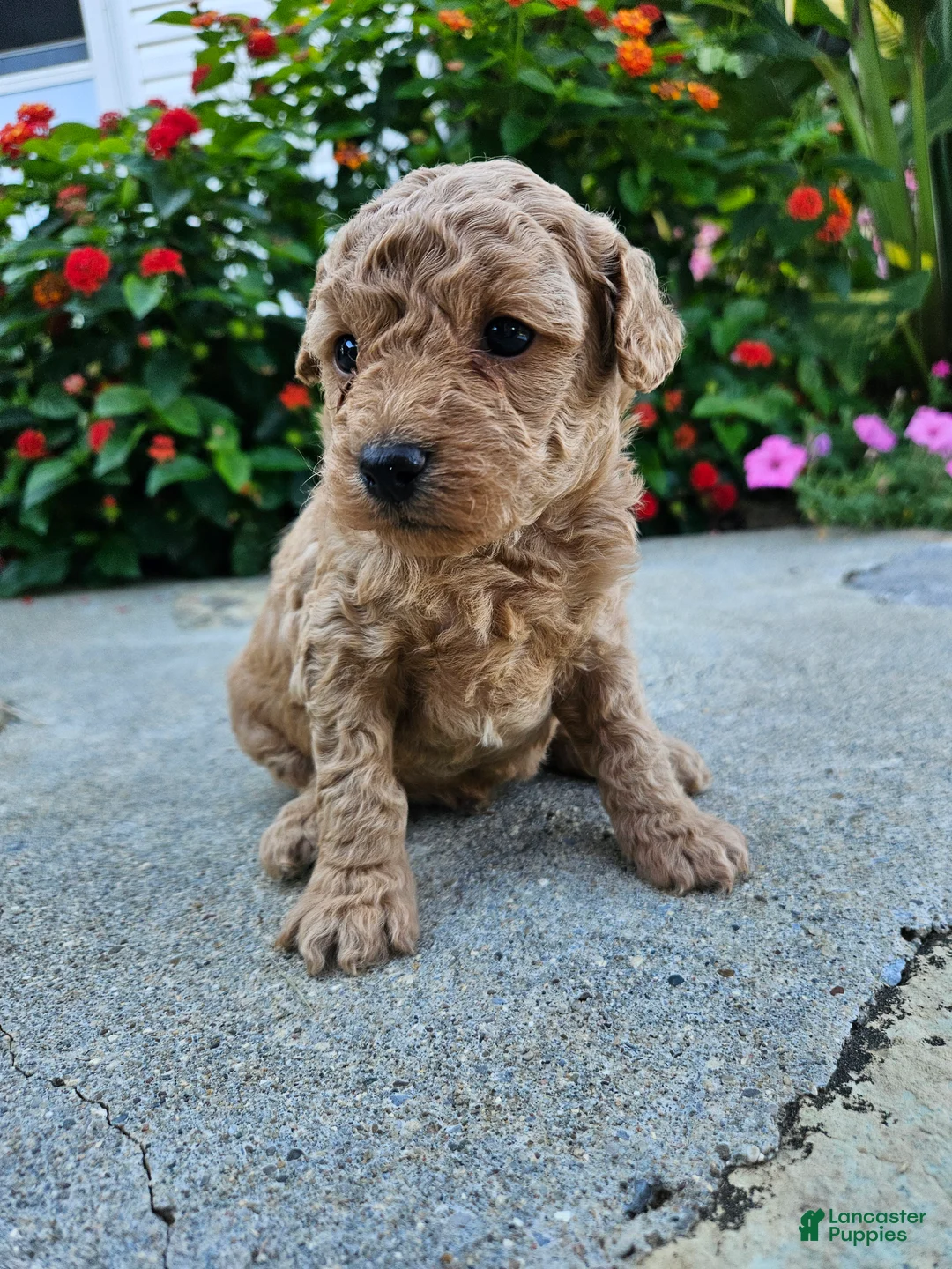 Bichpoo dogs for sale: Waffle - Ad 2