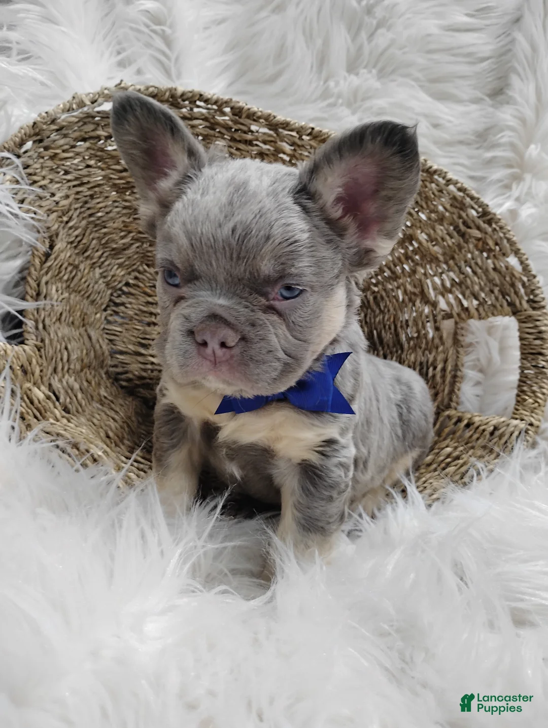 French Bulldog dogs for sale: Ethan - Ad 1