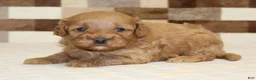 Cavapoo dogs for sale: Donny - Ad 1