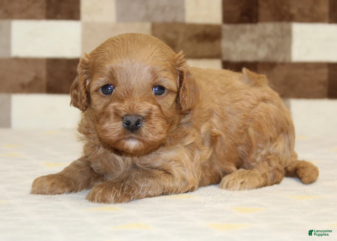 Cavapoo dogs for sale: Donny - Ad 1