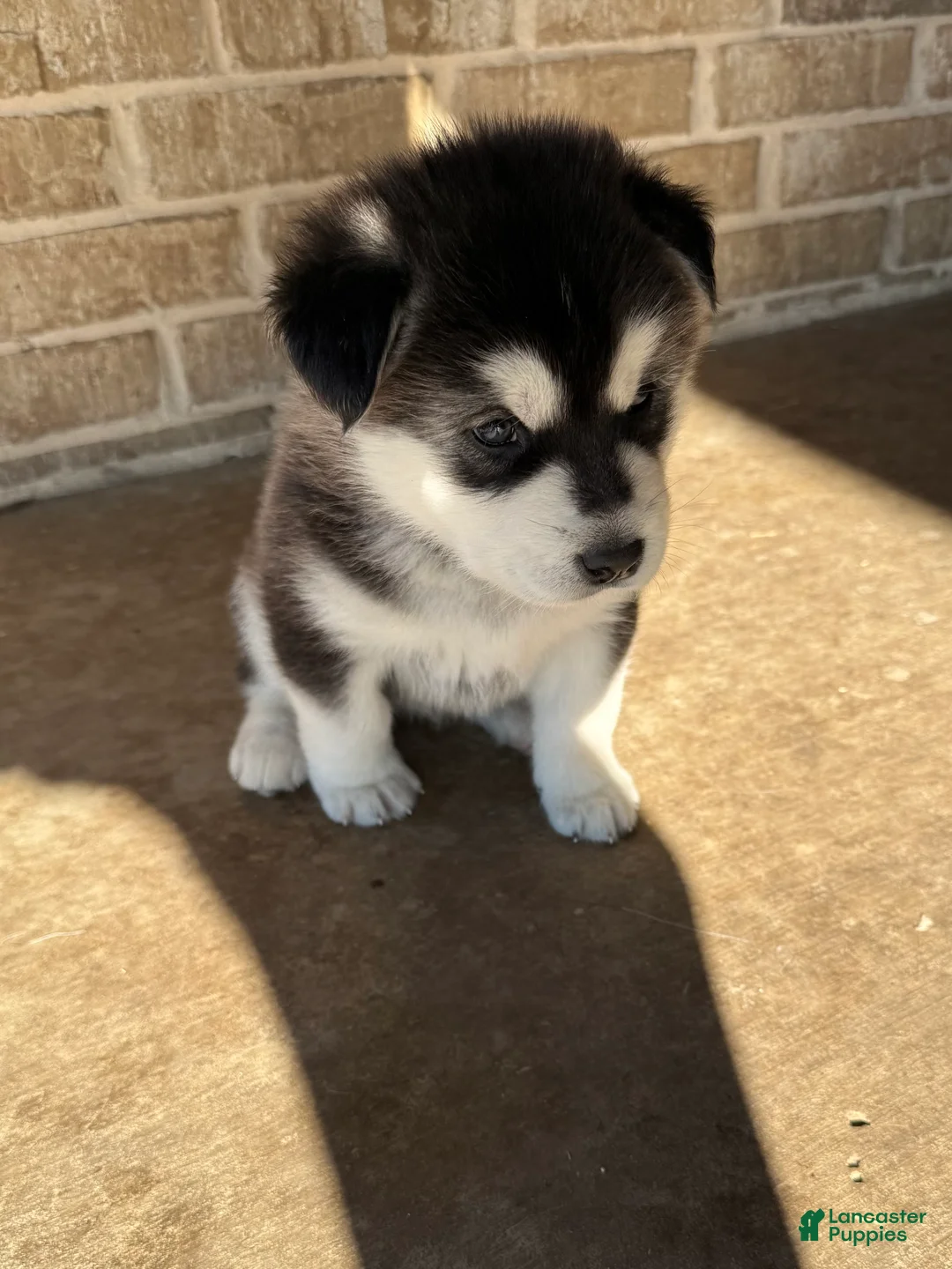 Alaskan Malamute dogs for sale: Alaskan Malamute Puppy 6 - Ad 1