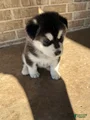 Alaskan Malamute Puppy 6