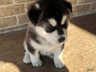 Alaskan Malamute dogs Alaskan Malamute Puppy 6 - Ad 11