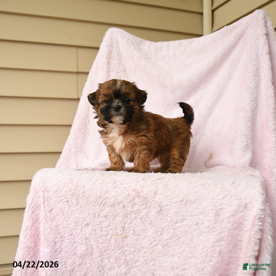 Bichpoo dogs Gypsy - Ad 1