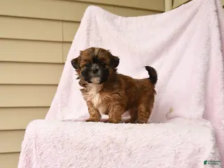 Bichpoo dogs for sale: Gypsy - Ad 3