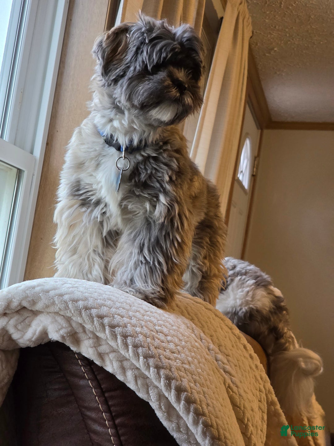 Mixed Breed dogs for sale: Mixed Breed Puppy 1 (Henry) - Ad 3