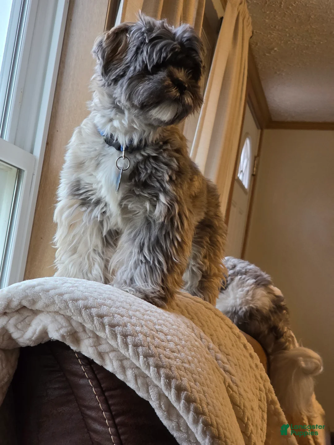 Mixed Breed dogs for sale: Mixed Breed Puppy 1 (Henry) - Ad 3