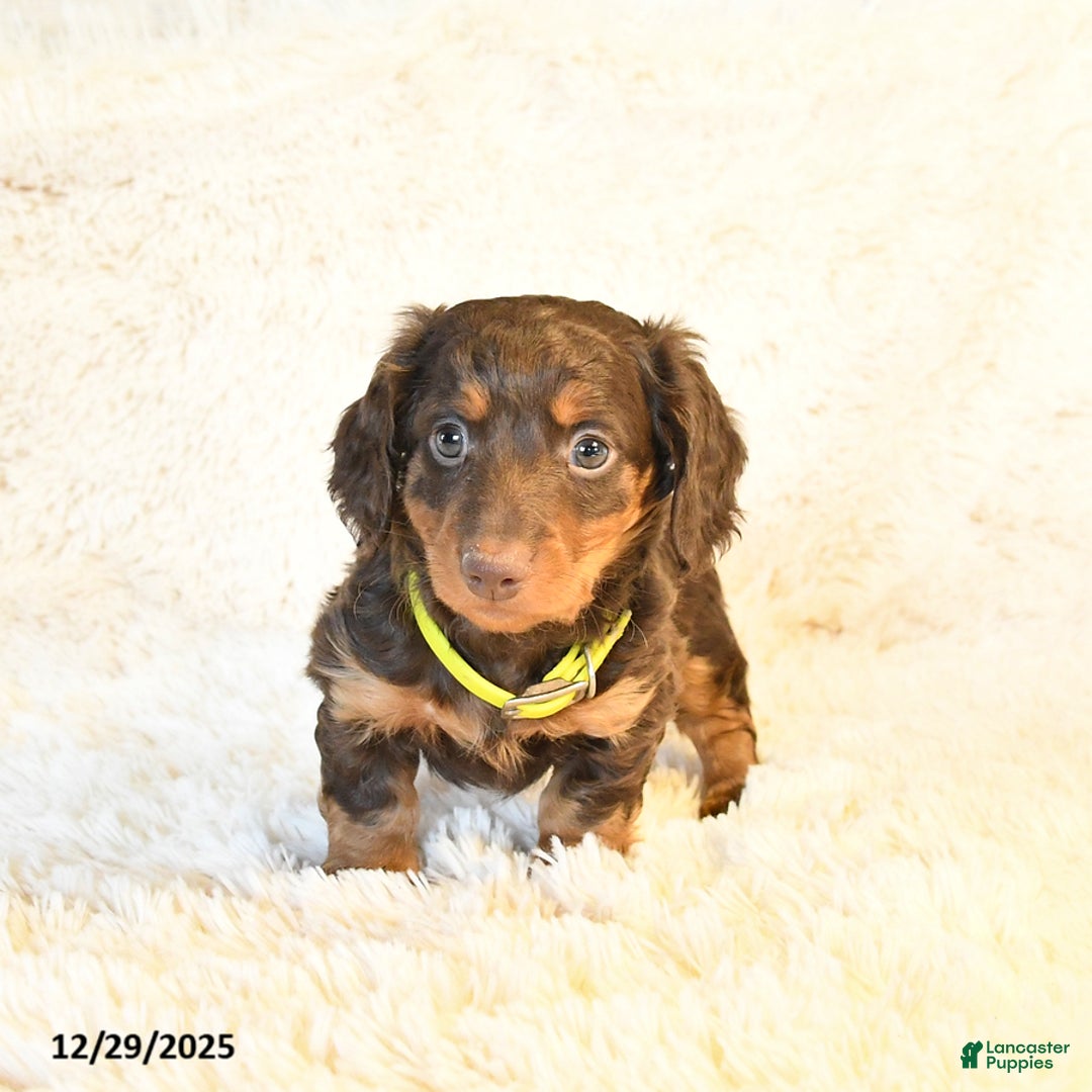 Miniature Dachshund dogs for sale: Lexus - Ad 5