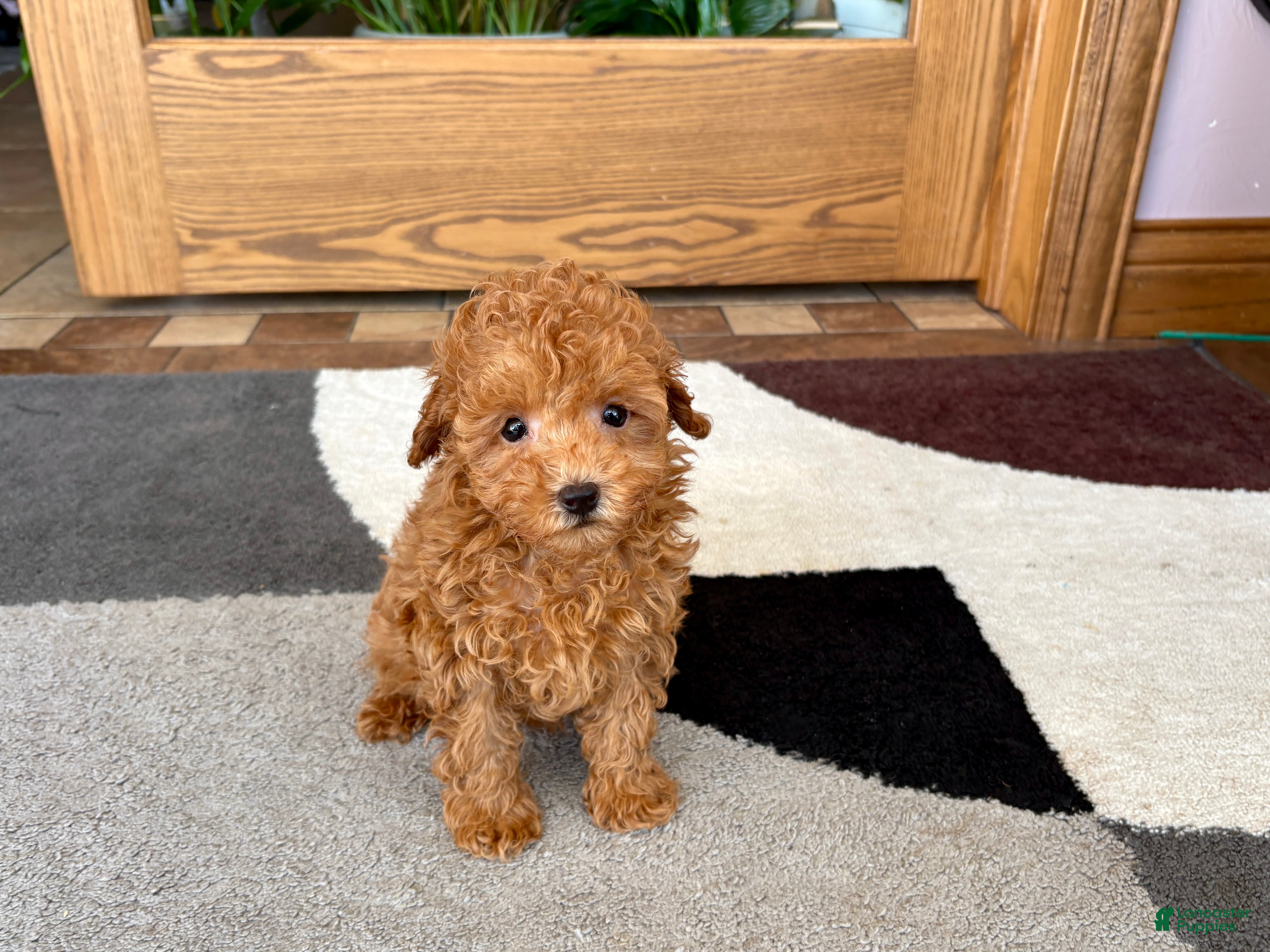 Maltipoo dogs for sale: Carrie - Ad 6