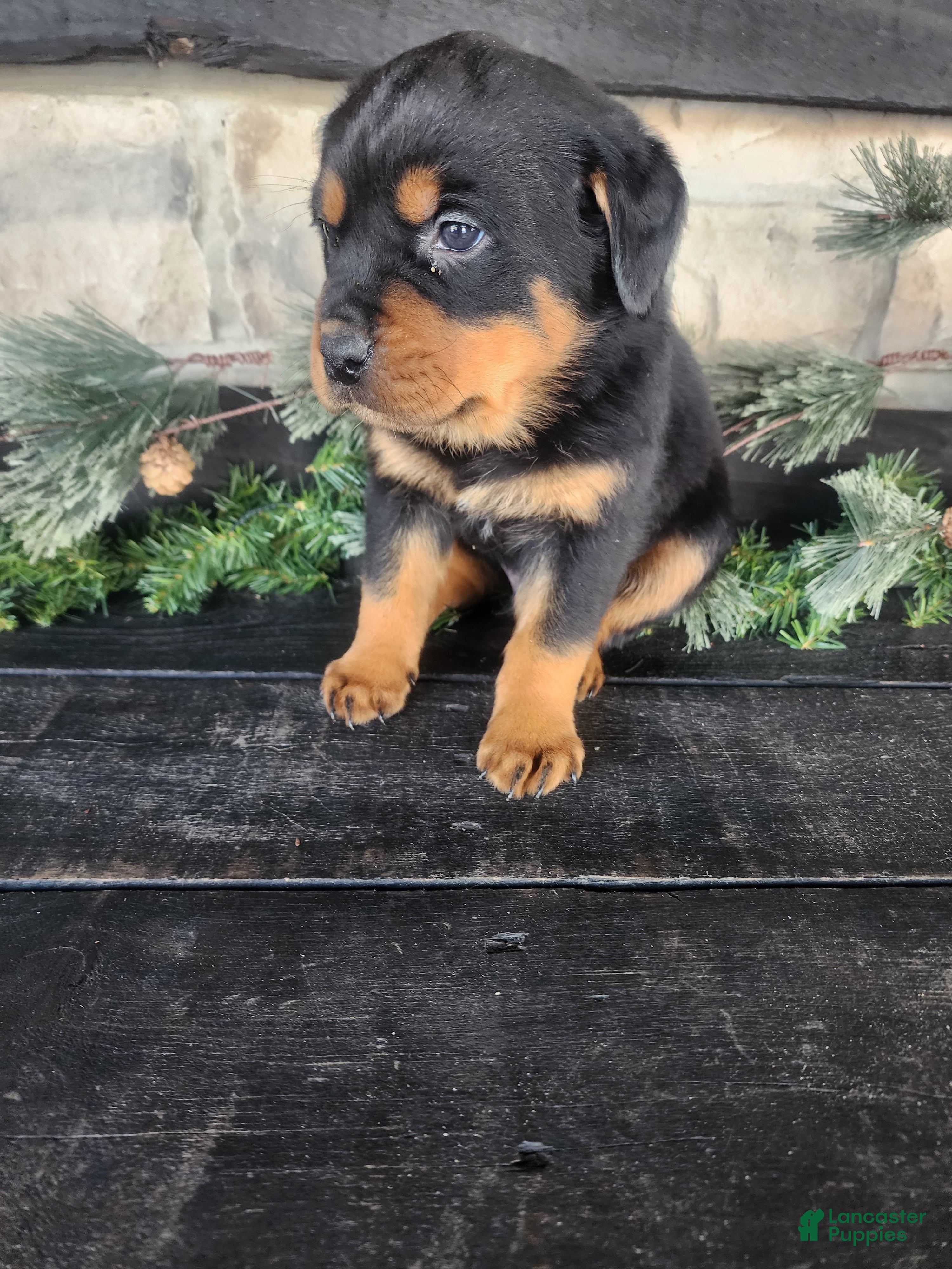 Rottweiler dogs Buster - Ad 1