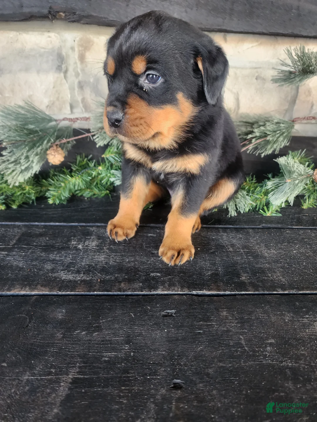 Rottweiler dogs for sale: Buster - Ad 1