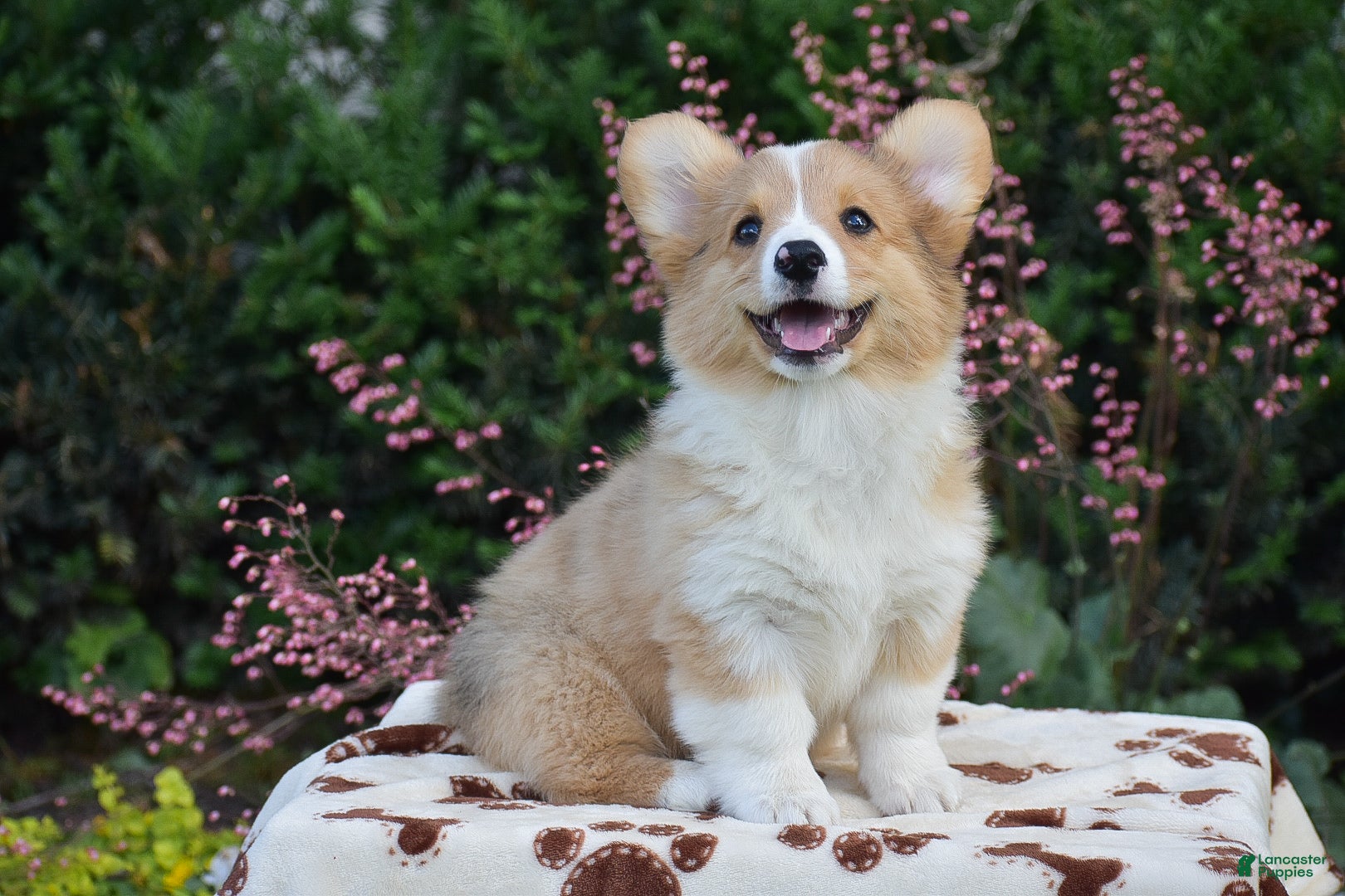 Welsh Corgi Pembroke dogs Flora - Ad 2