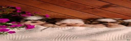 Shih Tzu dogs for sale: Molly  - Ad 8