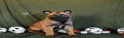 Belgian Malinois dogs for sale: Oreo - Ad 1