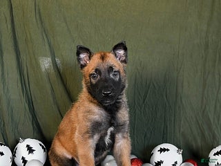 Belgian Malinois dogs Oreo - Ad 3