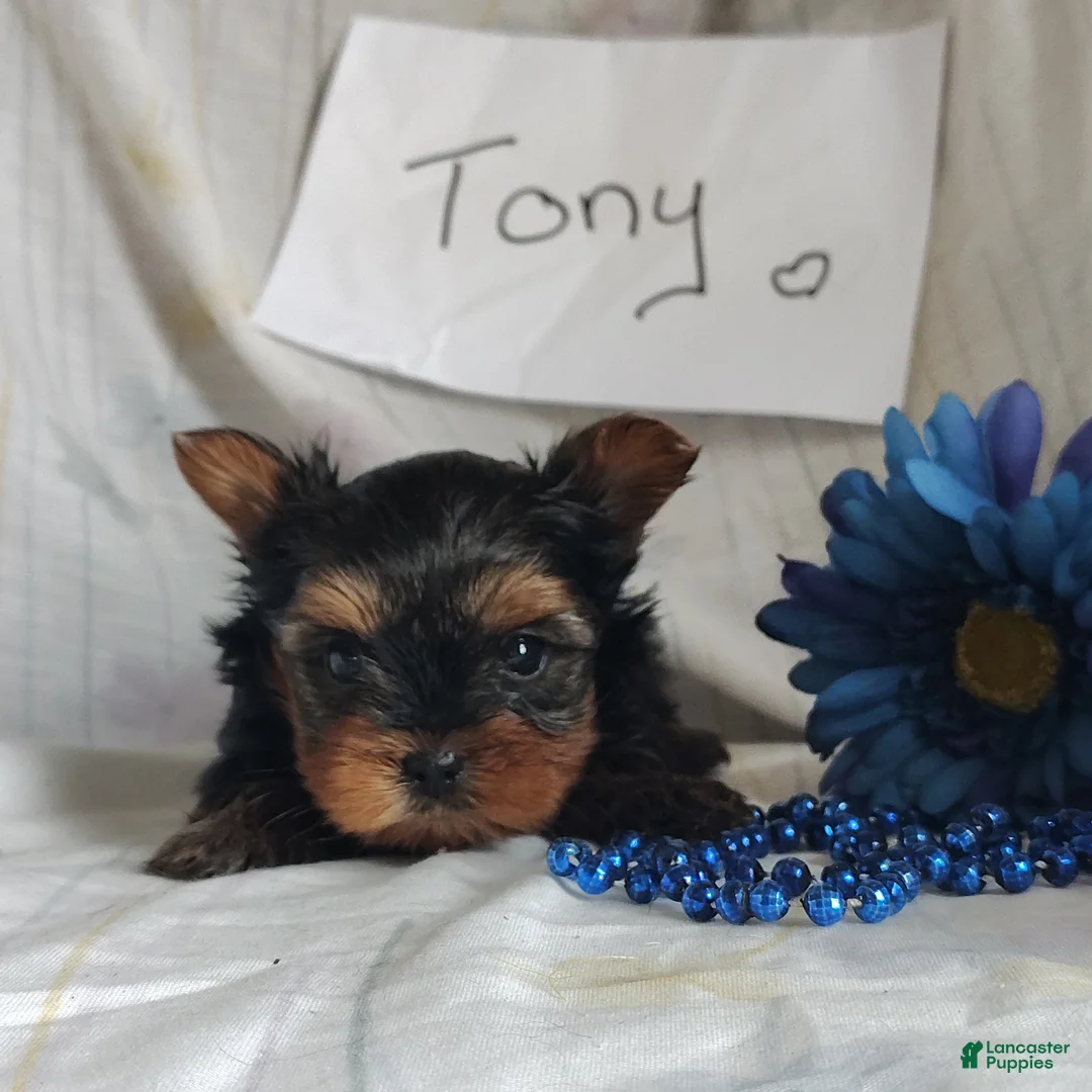 Yorkshire Terrier dogs for sale: Tony - Ad 4