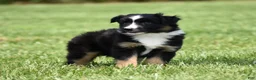 Miniature Australian Shepherd dogs for sale: Piper - Ad 3