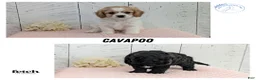 Cavapoo dogs for sale: Ziggy - Ad 12