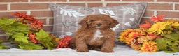Toy Poodle dogs for sale: Taylor - Ad 1
