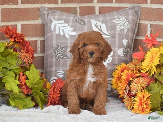 Toy Poodle dogs Taylor - Ad 6