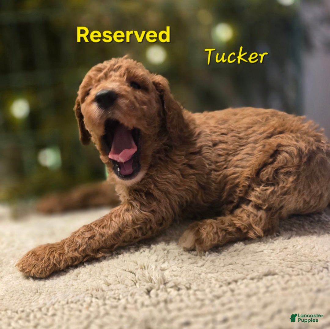 Goldendoodle dogs Goldendoodle Puppy 1 - Ad 12