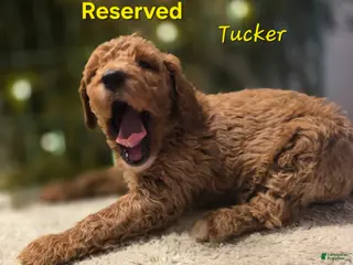 Goldendoodle dogs Goldendoodle Puppy 1 - Ad 21