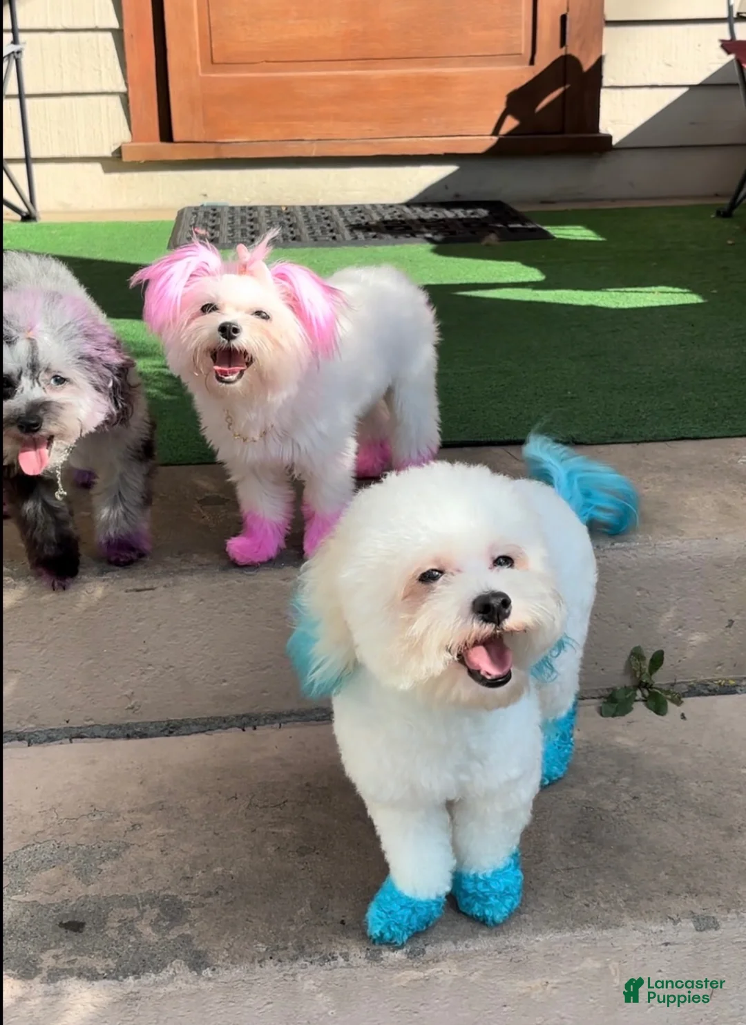 Maltipoo dogs for sale: Theo  - Ad 8
