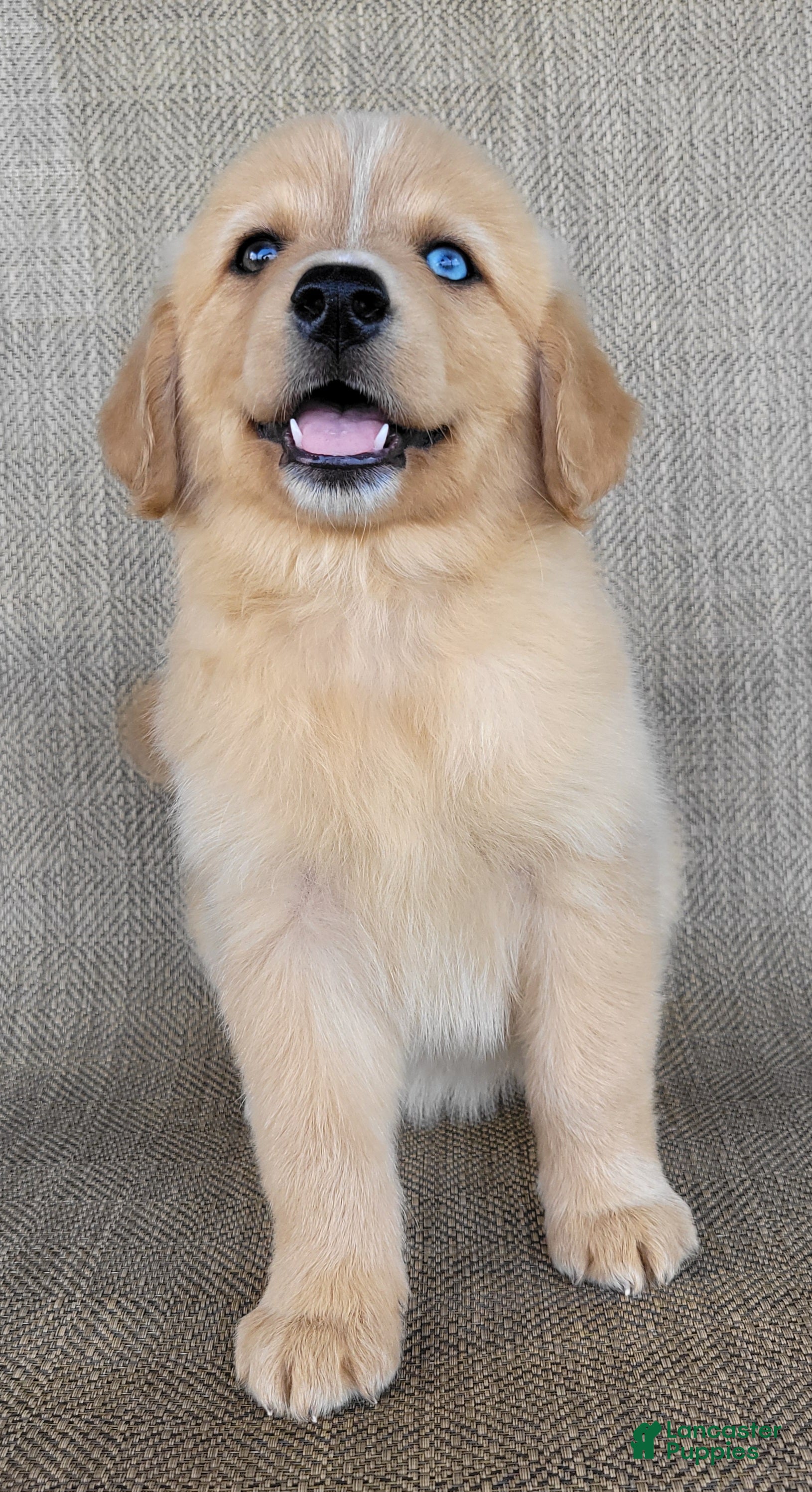 Australian Shepherd dogs Goldie - Ad 2